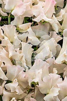 Sweet pea Kiera Madeline Lathyrus oderatus