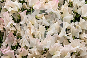 Sweet pea Kiera Madeline Lathyrus oderatus