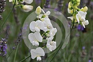 Sweet pea lathyrus odoratus