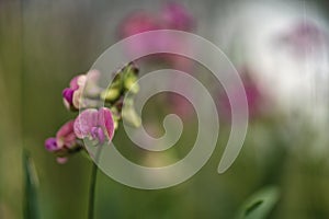 The sweet pea Lathyrus odoratus