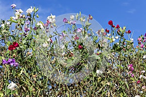 Sweet Pea Lathyrus odoratus