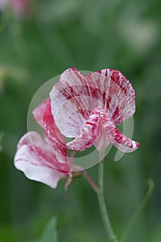 Sweet pea Lathyrus odoratus America, white flowers with cherry red striping