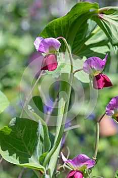 Sweet pea (lathyrus odoratus) flowers