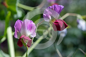 Sweet pea (lathyrus odoratus) flowers