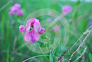 Sweet pea Lathyrus odoratus pink flowers in the green grass soft bokeh