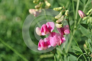 Sweet pea Lathyrus odoratus pink flowers in sun light, green grass background