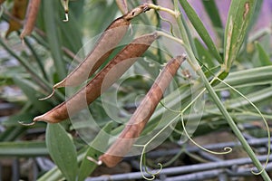 Sweet pea Lathyrus odoratus, ripe seedpods