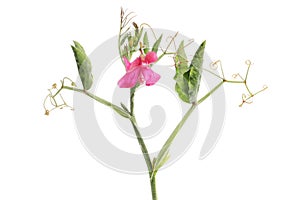 Sweet pea plant