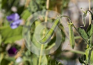 Sweet pea seed pods