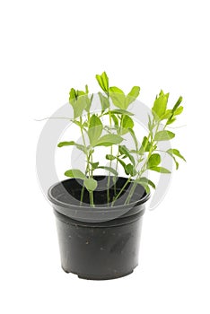 Sweet pea seedlings