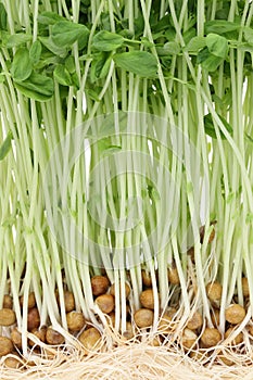Fresh sweet pea sprouts