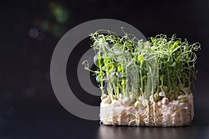 Sweet pea sprouts isolated on balck background