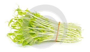 Sweet pea sprouts isolated on white background