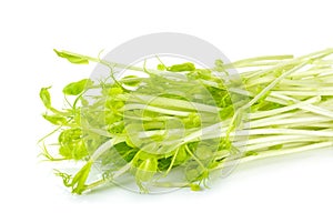 Sweet pea sprouts isolated
