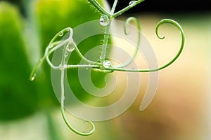 Sweet-pea Tendrils - Lathyrus-odoratus