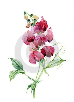 Sweet pea. Watercolor illustration photo