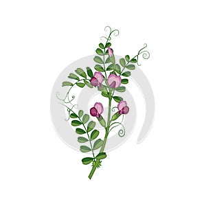 Sweet Pea Wild Flower Hand Drawn Detailed Illustration