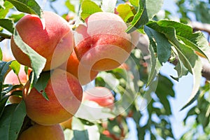 Sweet peach fruits growing on a peach tree branch