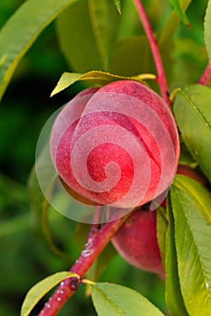 Sweet peach fruits growing on a peach tree branch