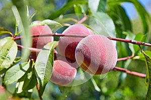 Sweet peach fruits growing on a peach tree branch