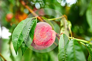 Sweet peach fruits growing on a peach tree branch, peach tree with fruits growing in the garden