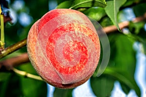 Sweet peach fruits growing on a peach tree branch