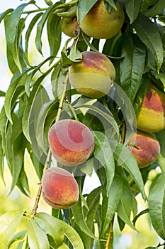 Sweet peach fruits growing on a peach tree branch