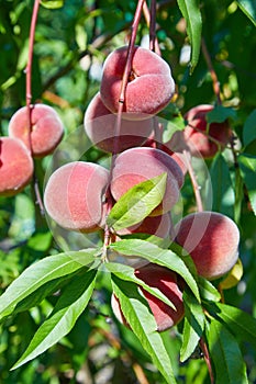 Sweet peach fruits growing on a peach tree branch