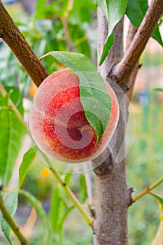 Sweet peach fruits growing on a peach tree branch