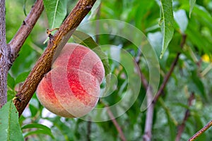 Sweet peach fruits growing on a peach tree branch