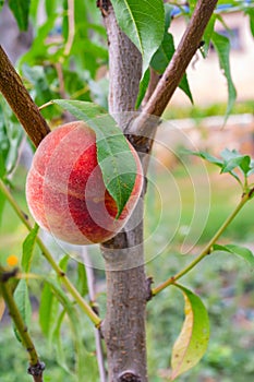 Sweet peach fruits growing on a peach tree branch