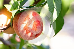 Sweet peach fruits ripening on peach tree branch in the garden