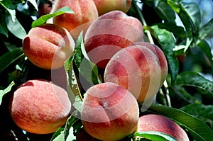 Sweet peaches on peach tree branches in the garden. Natural fruit