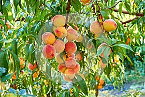 Sweet peaches on tree photo