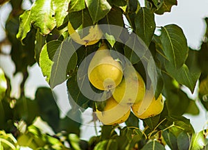 Sweet pear fruit covered with beautiful foliage