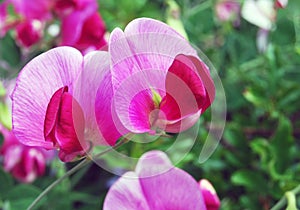 Sweet Peas