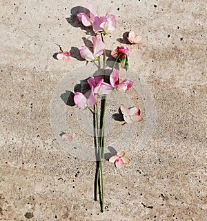 Sweet Peas on a concret