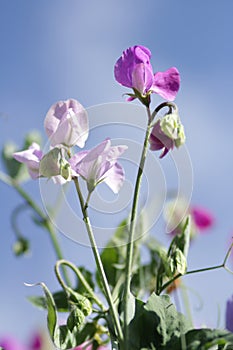 Sweet pea flowers pastel colours with blue sky background