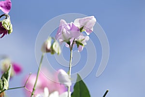 Sweet pea flowers pastel colours with blue sky background