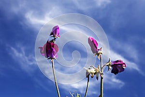 Sweet Peas and Sky