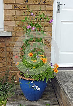 Sweet peas stamens pod seed flowers plants gardens small patio potted container garden summer spring