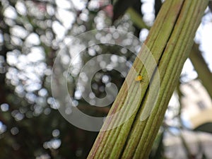 Sweet pepper aphid in oleander plant photo