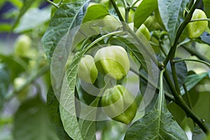 Sweet bell Pepper on tree
