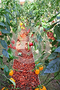 Sweet pepper or capsicum annuum group hanging  vine of pepper tree in organic vegetables farm , outdoor garden background