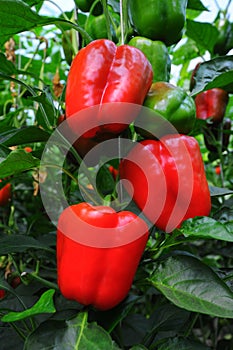 Sweet pepper, cooking raw material