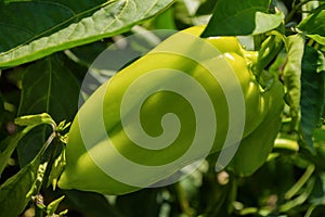 Sweet pepper growing in the vegetable garden. Unripe bell pepper in the garden.