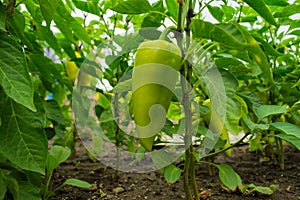 Sweet pepper growing in the vegetable garden. Unripe bell pepper in the garden.