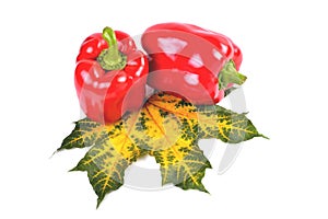 Sweet pepper, a pair of fresh natural red peppers on maple autumn yellow-green leaves on a white background