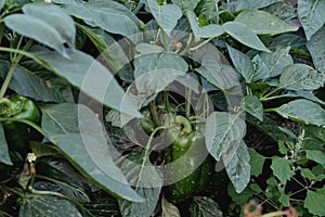 Sweet pepper plant with green fruit