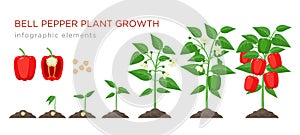 Sweet pepper plant growth stages infographic elements in flat design. Planting process of bell pepper from seeds, sprout